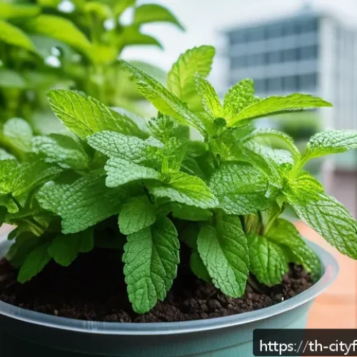 Home 31 도시농업에서의 고급 농작물 재배 - A vibrant urban balcony garden featuring Thai basil (Ocimum basilicum var. thyrsiflora) growing in s...